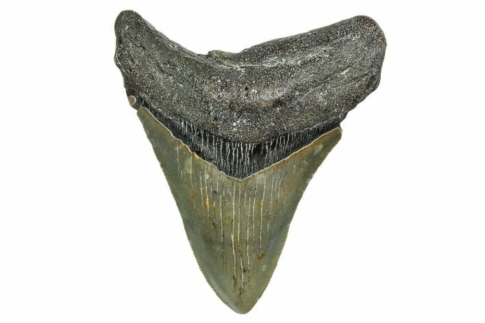 Serrated, Fossil Megalodon Tooth - North Carolina #351744